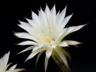 Thumbnail of 1888_Echinopsis Hybride_20140623_01(1).JPG